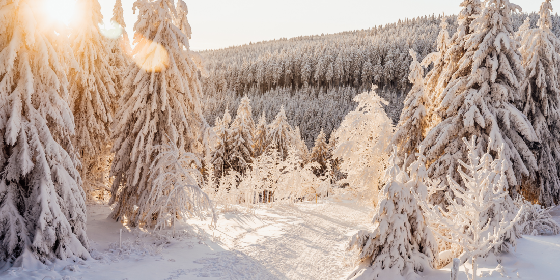 Verschneiter Winterwald mit sonnigem Licht, das durch schneebedeckte Tannen fällt, und einem schneebedeckten Pfad im Vordergrund.